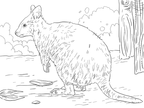 Australian Quokka Coloring Page